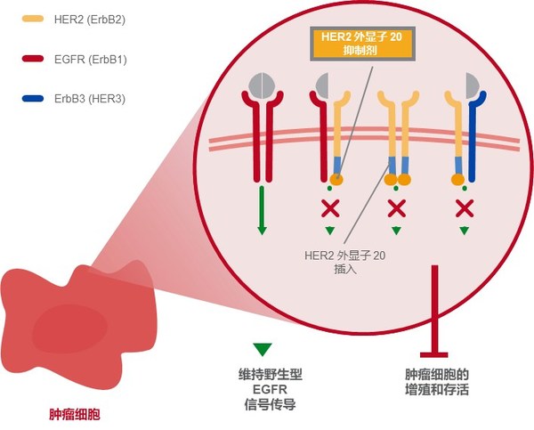 圖1 HER2 外顯子 20 抑制劑的作用機制