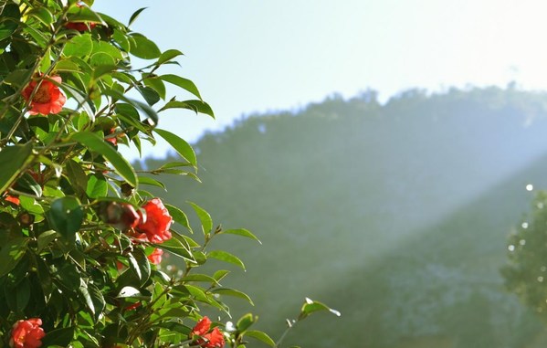 林清軒紅山茶種植基地