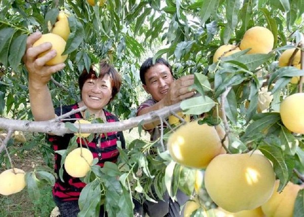 圖為山東省蒙陰縣兩個果農(nóng)收獲蒙陰蜜桃。[照片提供給新華絲路]