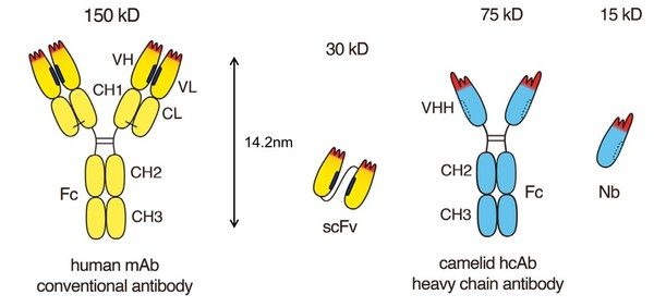 圖1. 需重輕鏈配對的完整抗體及其可變區(qū)抗體；僅重鏈無需輕重鏈配對的抗體及其納米抗體 （來源：Bannas et. al., Front. Immunol., 2017）