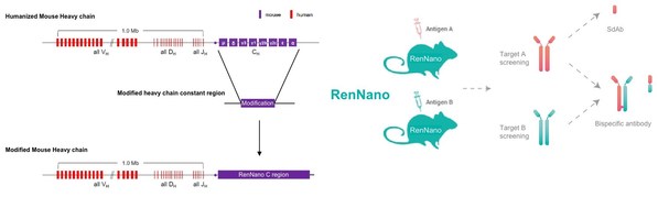 圖2. RenNano®基因改造策略與使用方案